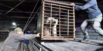 Osa polar hambrienta fue capturada y enviada a zoológico