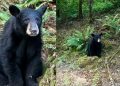 Un bebé oso fue sacrificado por acostumbrarse a los humanos
