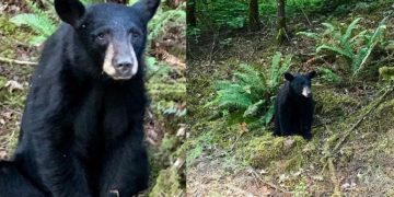 Un bebé oso fue sacrificado por acostumbrarse a los humanos