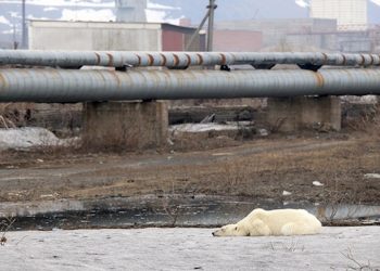 Oso polar camina 1500 kilómetros para buscar comida