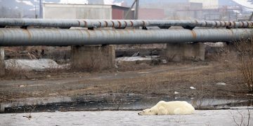 Oso polar camina 1500 kilómetros para buscar comida