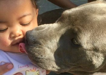 Pitbull se vuelve heroína por salvar a bebé de incendio