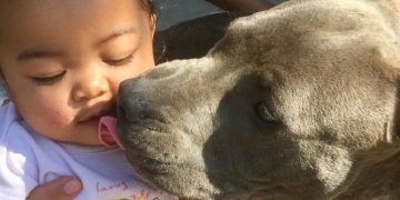 Pitbull se vuelve heroína por salvar a bebé de incendio