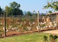 Por primera vez en México una granja obtiene certificación de Bienestar Animal