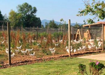 Por primera vez en México una granja obtiene certificación de Bienestar Animal