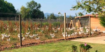 Por primera vez en México una granja obtiene certificación de Bienestar Animal