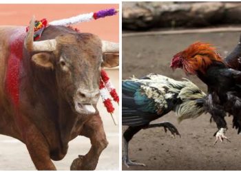 En Quintana Roo prohíben las corridas de toros y las peleas de gallos