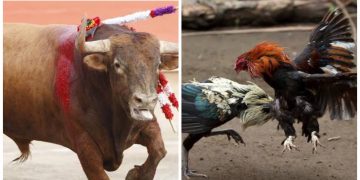 En Quintana Roo prohíben las corridas de toros y las peleas de gallos