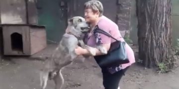 Llevaba años buscando a su perrito; mira el reencuentro
