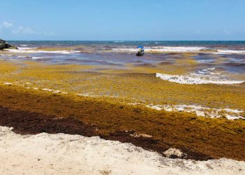 Marina destinará 52 mdp para combatir el sargazo