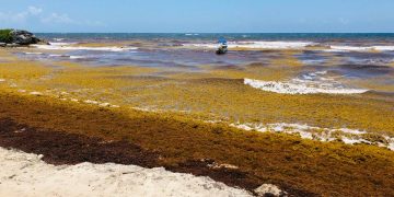 Marina destinará 52 mdp para combatir el sargazo