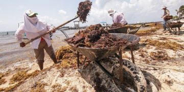 Se llevará a cabo el Encuentro contra el Sargazo con la presencia de 13 países