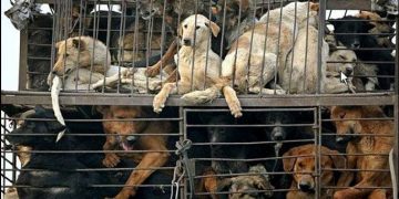 Yulin, festival de carne de perro los cuales son quemados vivos, hacinados y maltratados