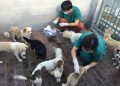 Recataron a 62 perros que serían comidos en China