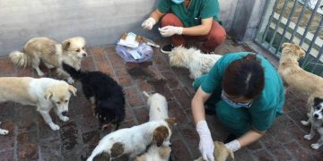 Recataron a 62 perros que serían comidos en China