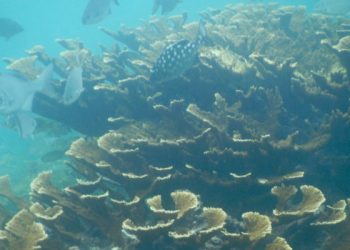 Cinco nuevos arrecifes son descubiertos en el Golfo De México