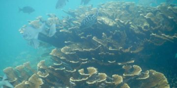 Cinco nuevos arrecifes son descubiertos en el Golfo De México