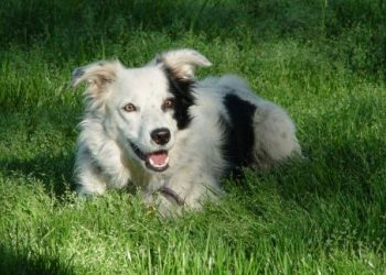 El perro más inteligente del mundo ha muerto