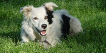 El perro más inteligente del mundo ha muerto