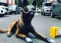 #VIDEO En rehabilitación Chichí, el perro rescatista del 19-S