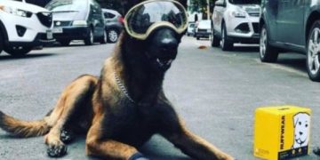 #VIDEO En rehabilitación Chichí, el perro rescatista del 19-S