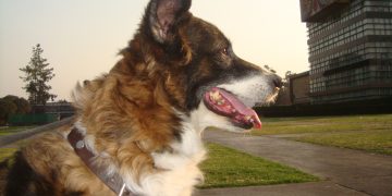 #HoySeCelebra Día Mundial del Perro