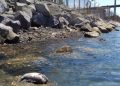 Denuncian muerte de especies marinas tras derrame de ácido en Sonora