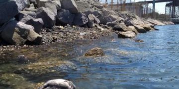Denuncian muerte de especies marinas tras derrame de ácido en Sonora