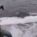 #VIDEO Detienen un narcosubmarino con 232 mdd en cocaína