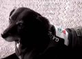 ‘Negrita’ la perrita que fue adoptada en una gasolinera
