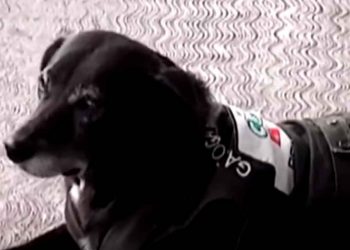 ‘Negrita’ la perrita que fue adoptada en una gasolinera