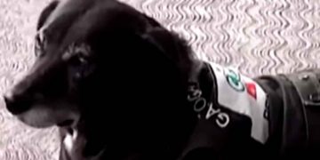 ‘Negrita’ la perrita que fue adoptada en una gasolinera