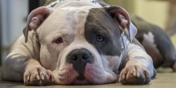 #VIDEO Perro en situación de calle desamarra a uno ‘fifi’ y  se lo lleva de paseo