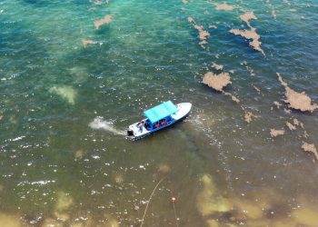El mayor “cinturón de sargazo” del mundo está en el Golfo de México