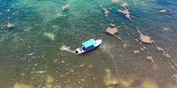 El mayor “cinturón de sargazo” del mundo está en el Golfo de México
