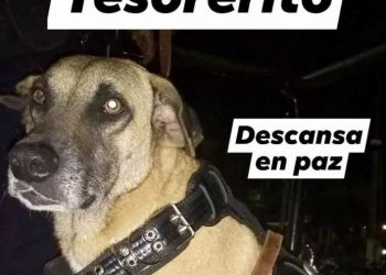 Muere de un balazo ‘Tesorero’ perro adoptado por la policía de Tamazunchale