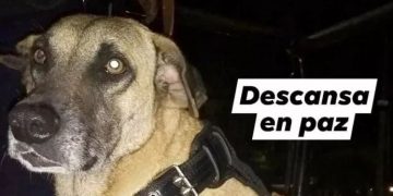 Muere de un balazo ‘Tesorero’ perro adoptado por la policía de Tamazunchale