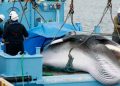 La caza de ballenas se reanuda en Japón tras más de 30 años de interrupción