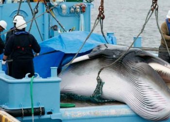La caza de ballenas se reanuda en Japón tras más de 30 años de interrupción