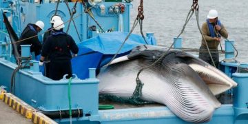La caza de ballenas se reanuda en Japón tras más de 30 años de interrupción