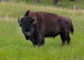 #VIDEO Una niña es lanzada por lo aires por un bisonte  en el parque de Yellowstone