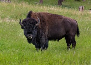 #VIDEO Una niña es lanzada por lo aires por un bisonte  en el parque de Yellowstone