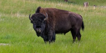 #VIDEO Una niña es lanzada por lo aires por un bisonte  en el parque de Yellowstone