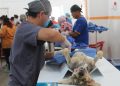Proponen que Ayuntamientos realicen gratuita y permanentemente esterilizaciones de perros y gatos