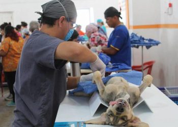 Proponen que Ayuntamientos realicen gratuita y permanentemente esterilizaciones de perros y gatos
