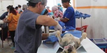 Proponen que Ayuntamientos realicen gratuita y permanentemente esterilizaciones de perros y gatos