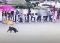 #VIDEO Mono intenta escapar de zoológico y da patadón a guardia