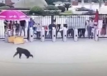 #VIDEO Mono intenta escapar de zoológico y da patadón a guardia