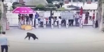 #VIDEO Mono intenta escapar de zoológico y da patadón a guardia