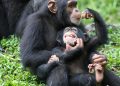 14 de julio: Día Internacional del Chimpancé